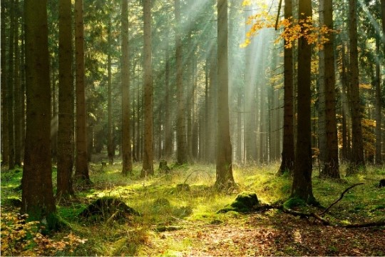 Bild på färgglad skog med vackert solljus