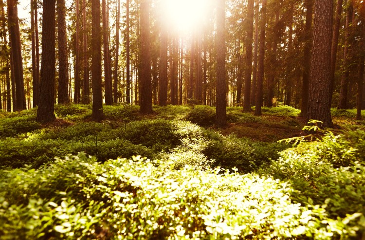 Et aktivt skogsbruk kan bidra til å øke opptak av CO2 og dermed bedre klimaet.